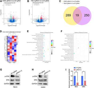 Targeted Demethylation of the PLOD2 mRNA Inhibits the Proliferation and Migration of Renal Cell Carcinoma